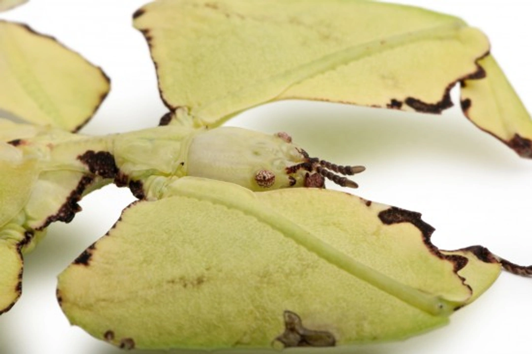 Complete Guide to Keeping a Pet Leaf Insect