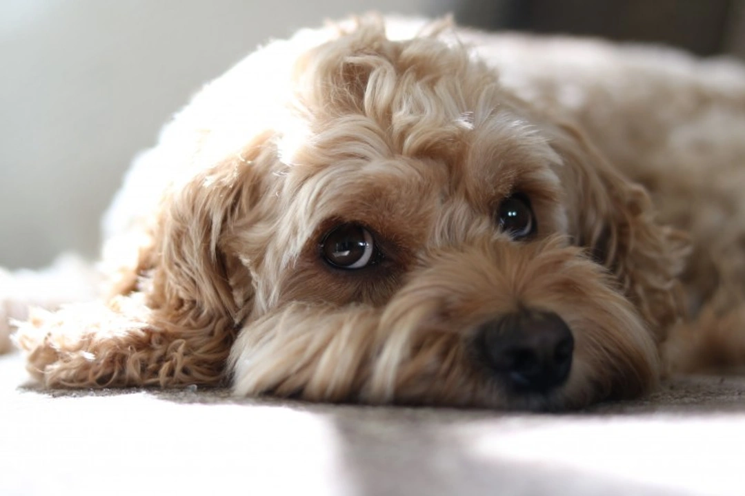 Cockapoo Crate Training: 5 Mistakes to Avoid in 2025