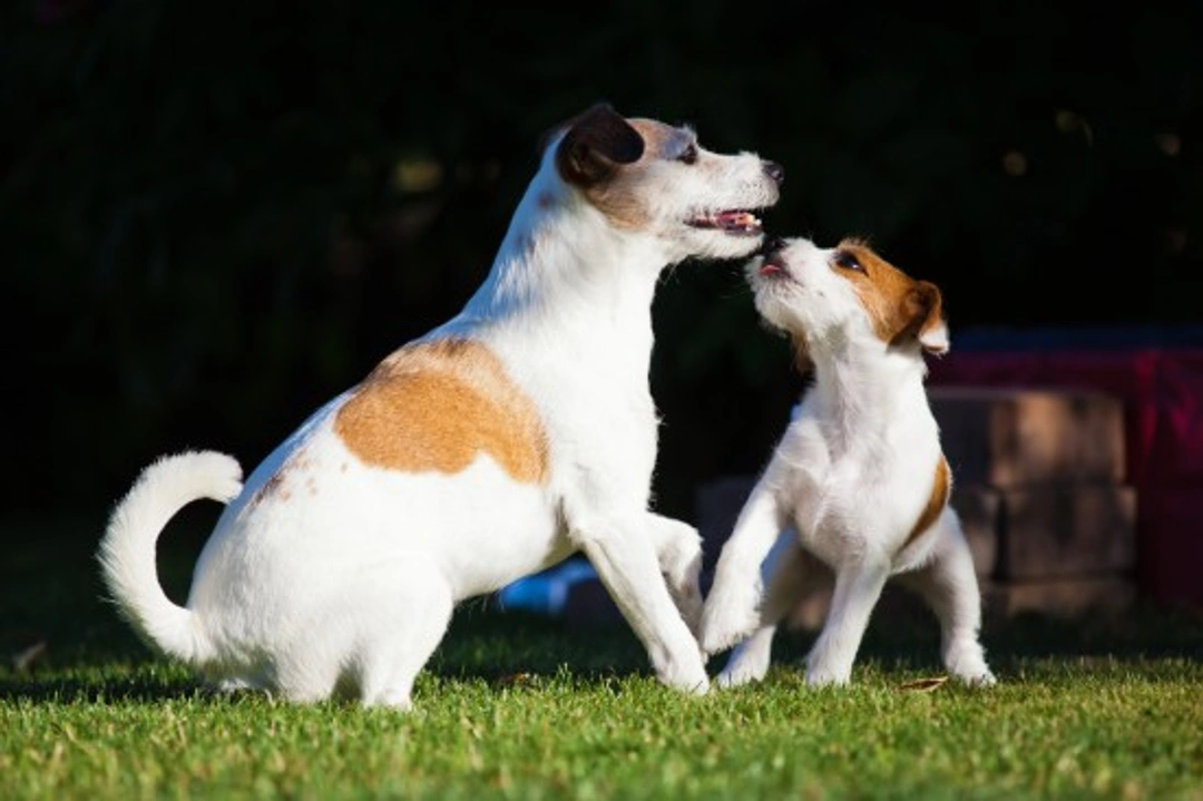 How to stop your puppy harassing your adult dog