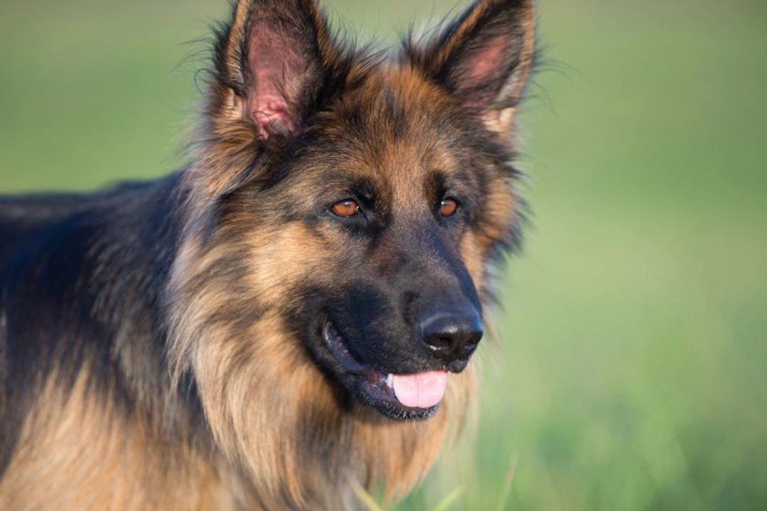 Common Causes of Liver Disease in Dogs: Symptoms and Insights