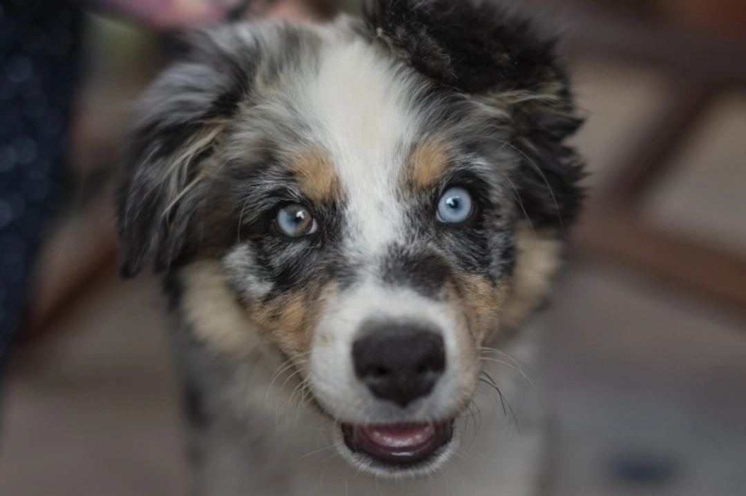 What is herd immunity and how it applies to dogs