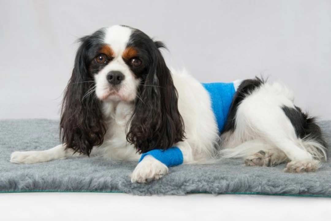 Why Dogs Act Strangely After Surgery explained