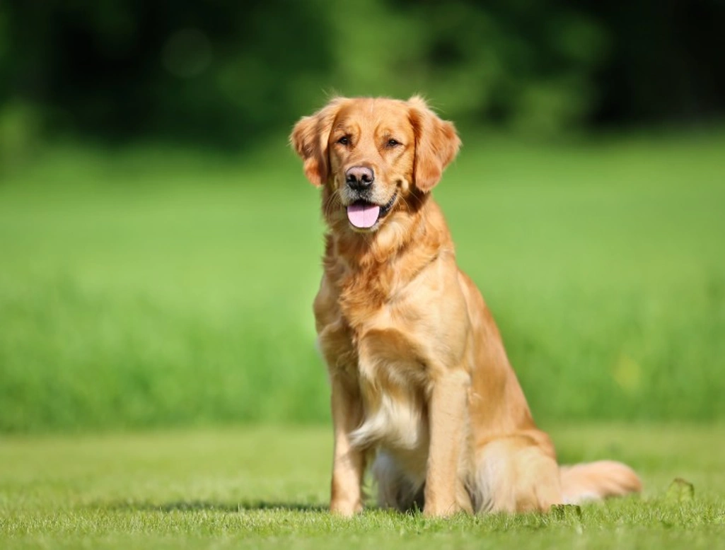 Golden Retriever Muscular Dystrophy: Causes, Signs & Care