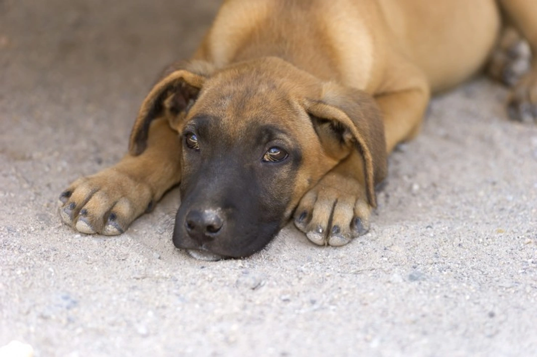 What to Do If You Suspect a Dog Is Being Mistreated