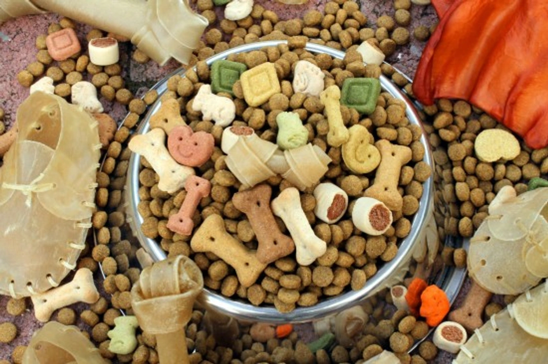 Choosing the Right Feeding Style for Cats and Dogs