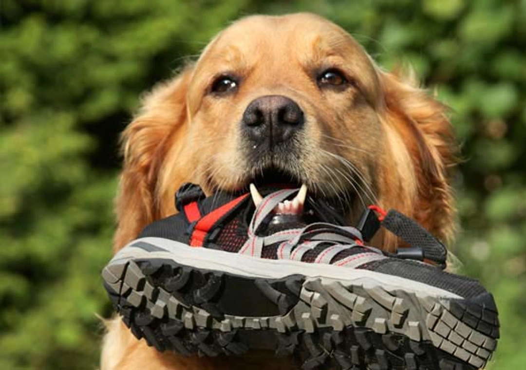 Mijn hond kauwt op alles wat hij te pakken krijgt, kan ik hem dit afleren?