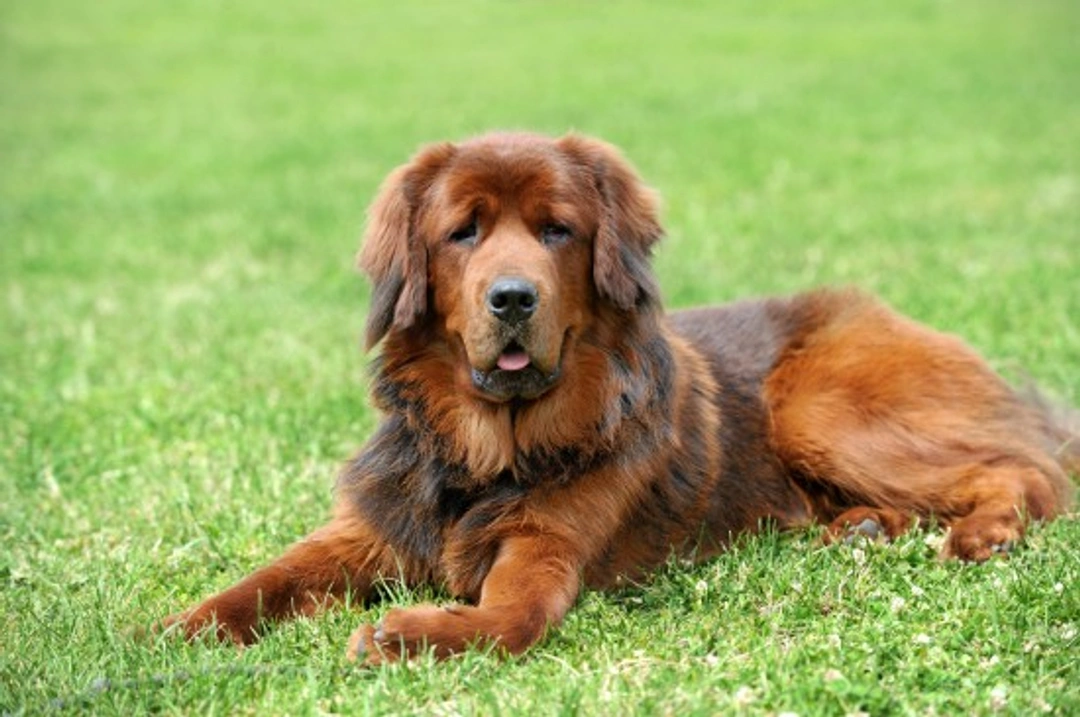 Why Worming Your Dog is Essential for Health