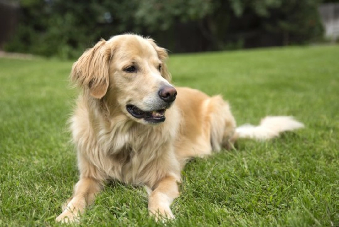 Golden Retriever Health and Longevity: Complete Guide 2025