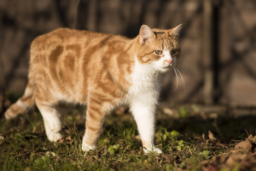 Degenerative Joint Disease in Cats: Symptoms, Causes & Care