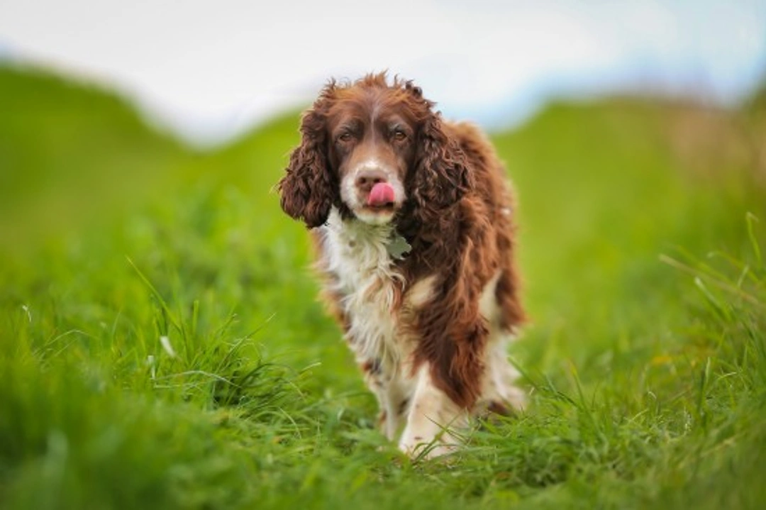 Springer Spaniel Lifespan & Health: A US Guide
