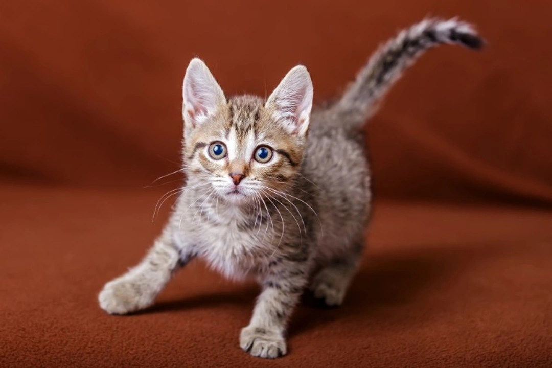 What Does It Mean If Your Cat Pounces or Stalks You?