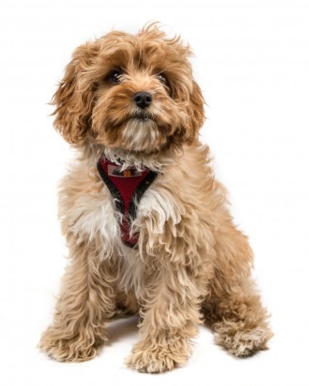Cavapoo Genetic Diversity & Hereditary Health Explained