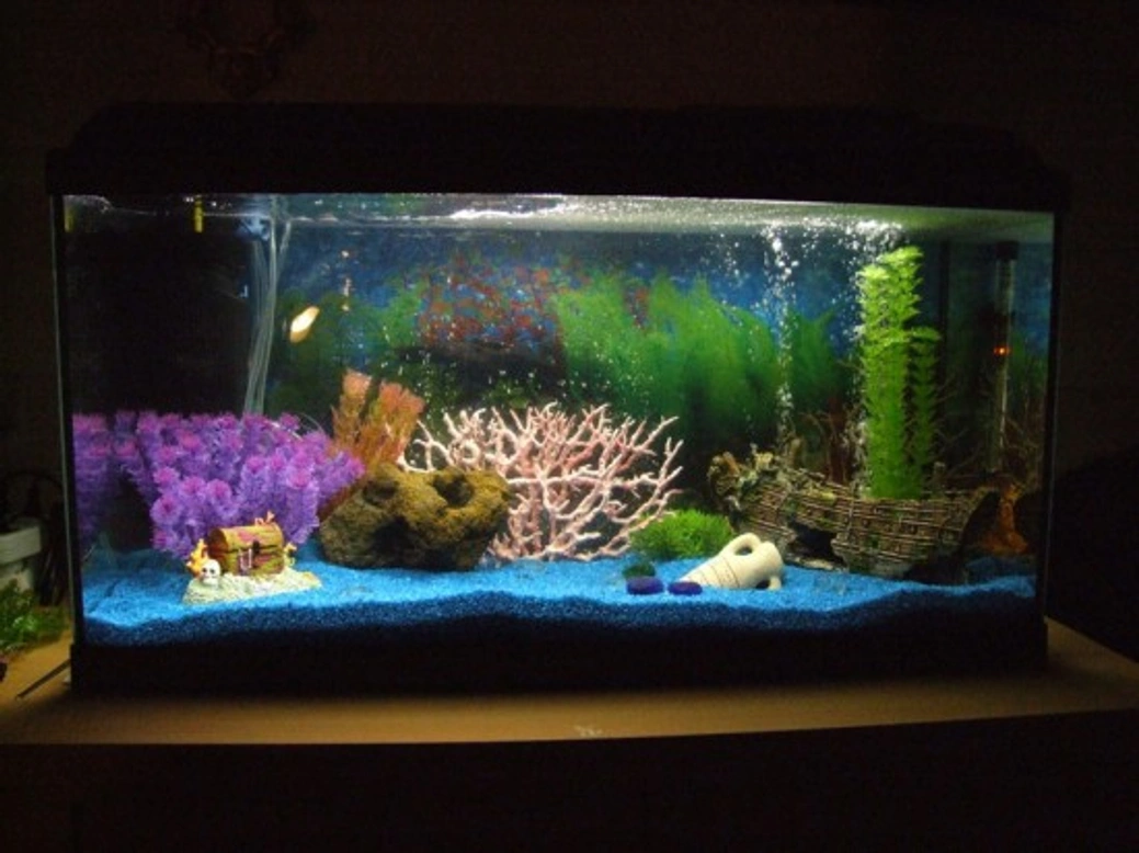Complete Guide to Keeping Tropical Fish