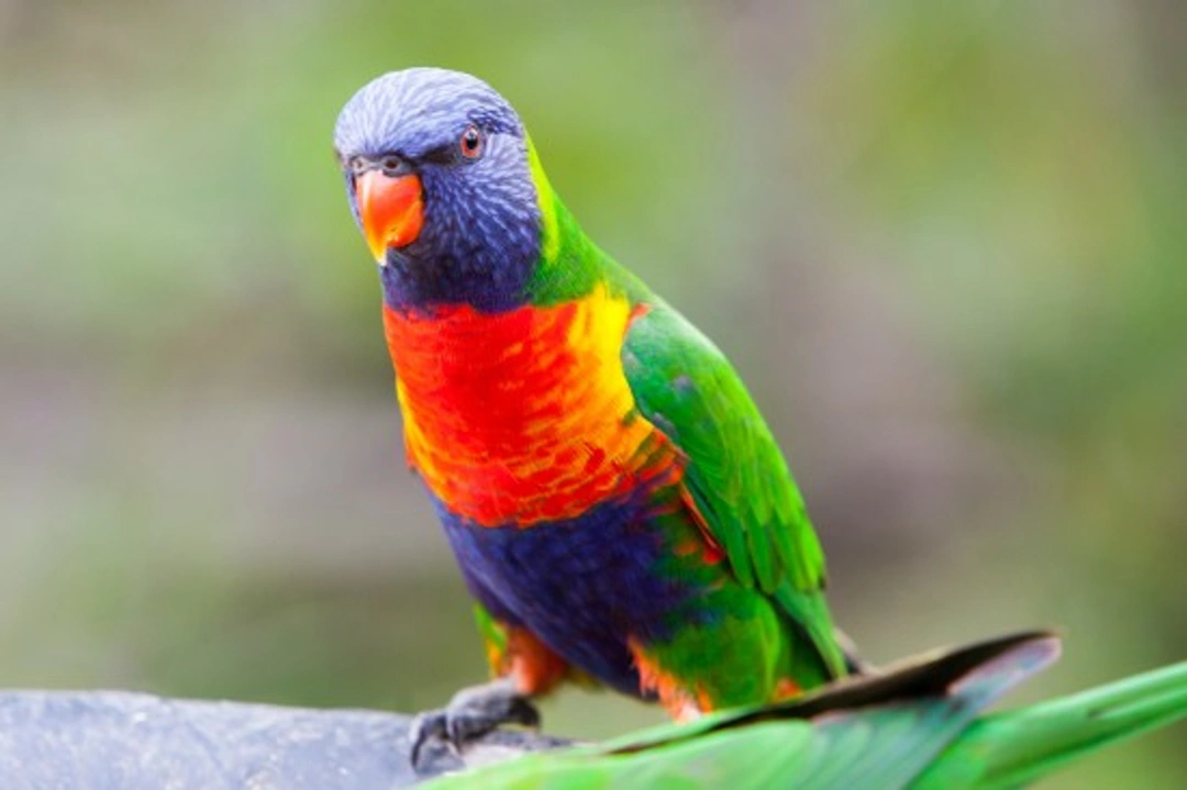 Rainbow Lorikeet Care Guide: Habitat, Feeding & Breeding Tips
