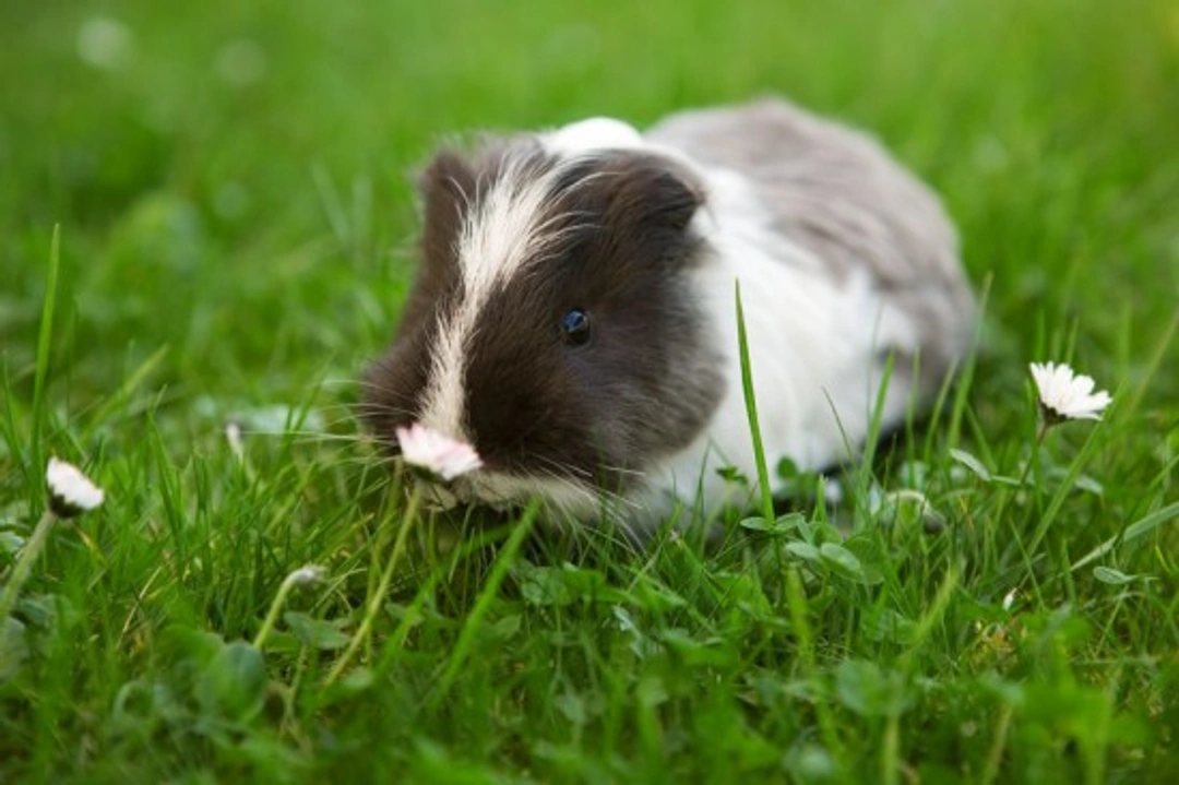 Guinea Pigs for Beginners: Care, Housing & Diet Guide