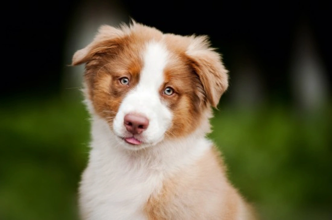 Complete Guide to Caring for an Adolescent Dog