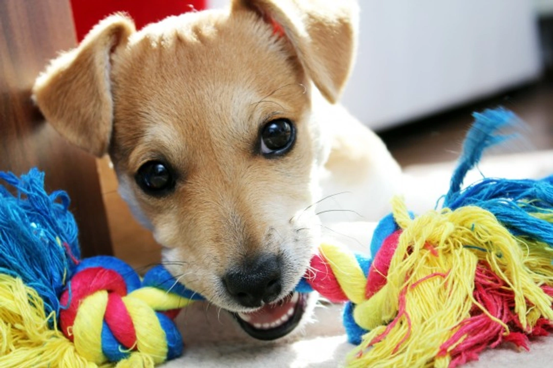 How to Encourage a Shy or Quiet Dog to Play: A Step-by-Step Guide