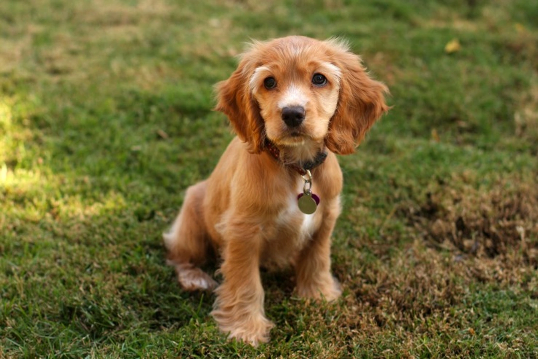 When Should Your Puppy Start Wearing a Collar? Expert Guide
