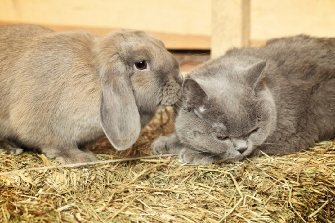 Introducing Cats and Rabbits: A Step-by-Step Guide