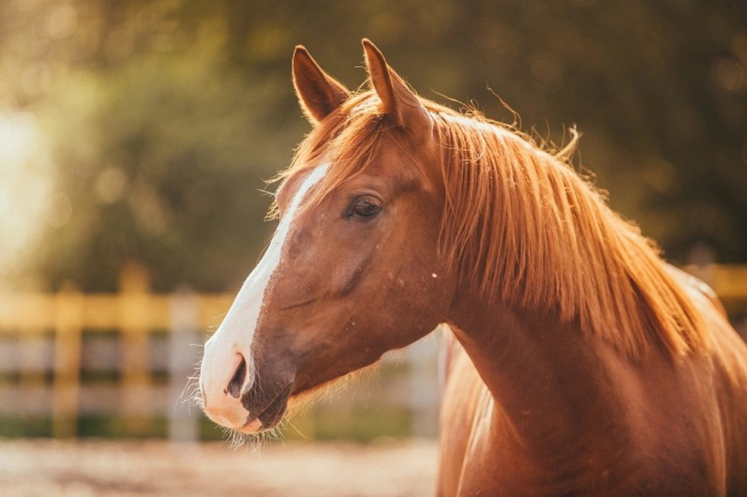 How to Prevent Your Horse from Getting Laminitis