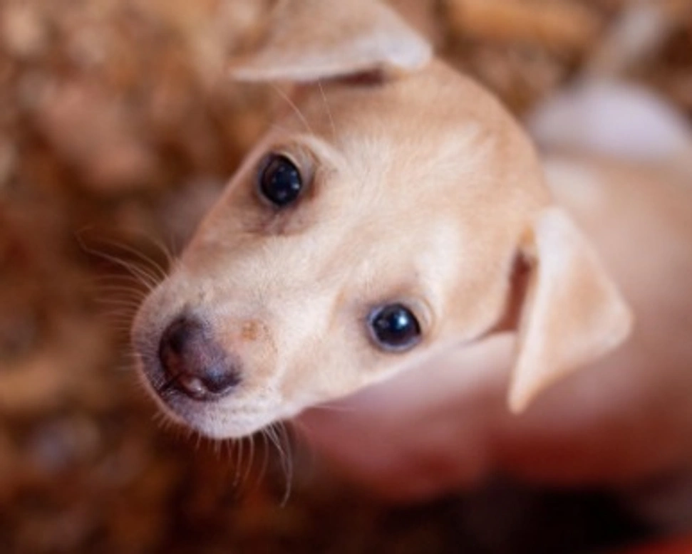 Associazioni animali: Salviamo gli Animali Brescia