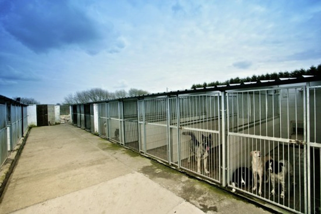 Hoe kies je het ideale pension voor je hond