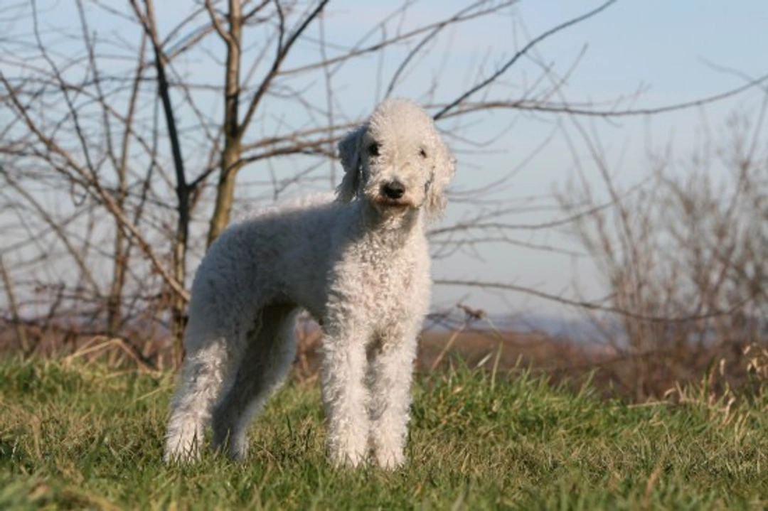 Bedlington Terrier Health and Longevity Guide