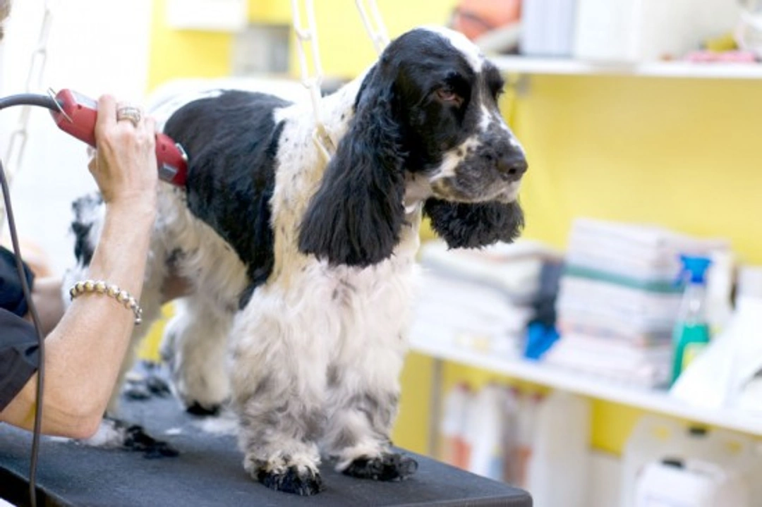 Professional Dog Grooming: What to Expect and How to Choose