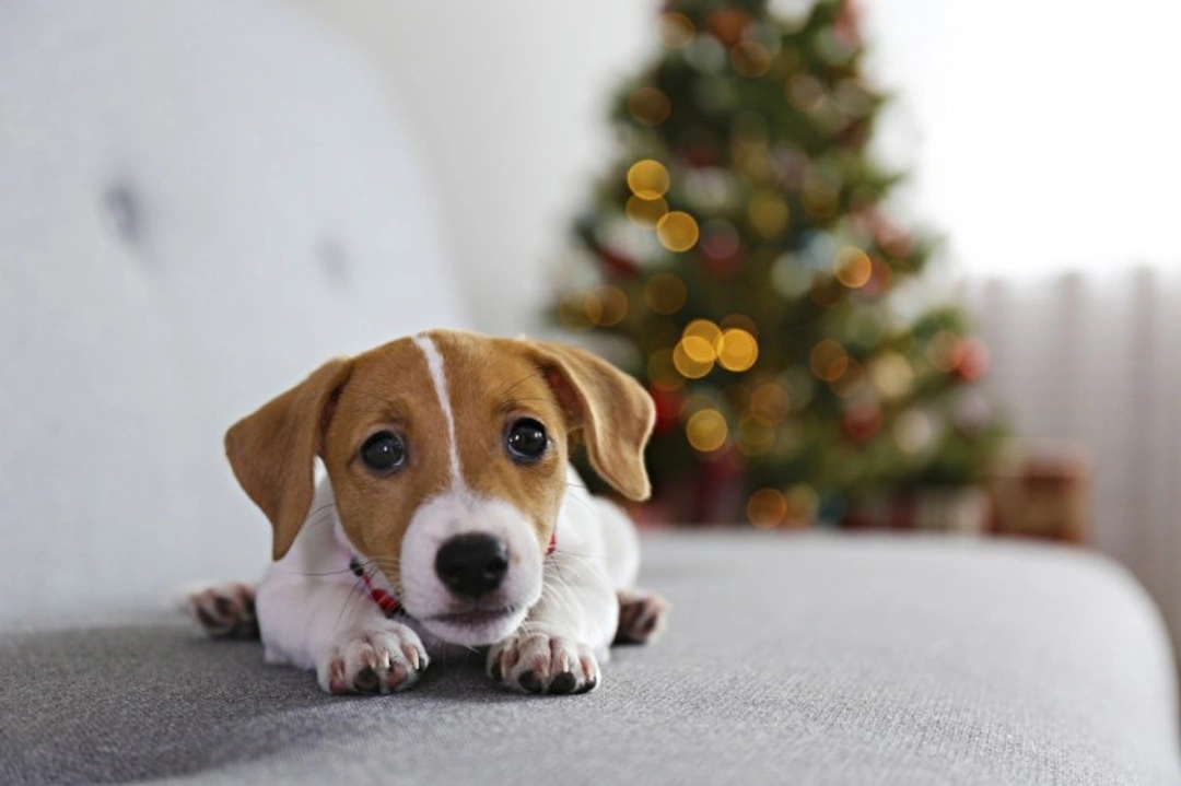 Why Buying or Gifting Puppies at Christmas Is a Bad Idea
