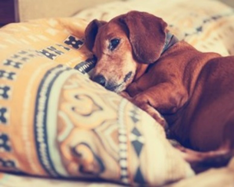 Dove lasciare il nostro amato cane quando siamo in vacanza?