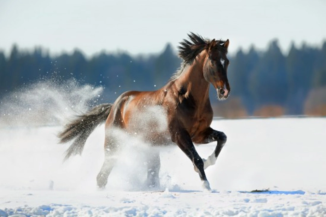 Getting Your Horse Ready for Winter: Essential Autumn Steps