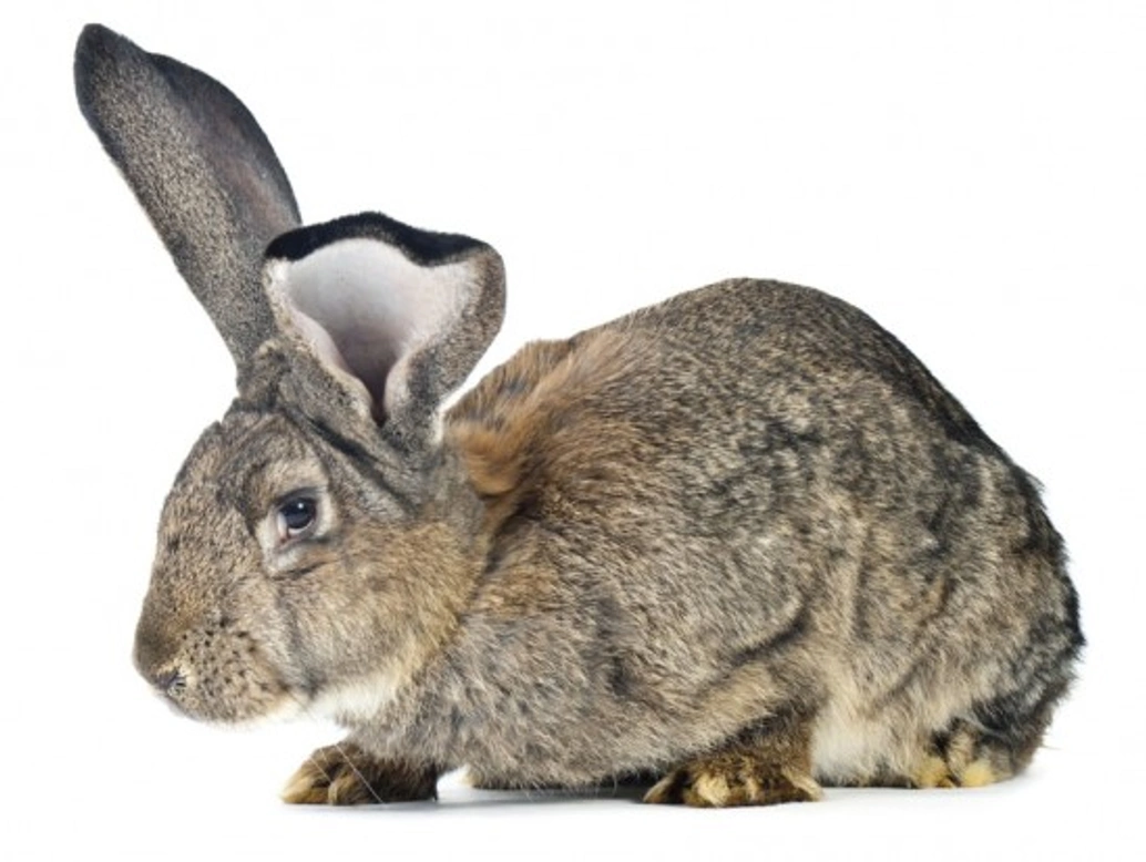Giant Rabbits: The Ultimate Guide to These Large Pets