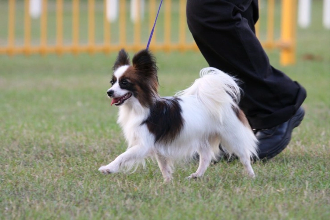 Should You Hire a Pro to Show Your Dog? Essential Insights