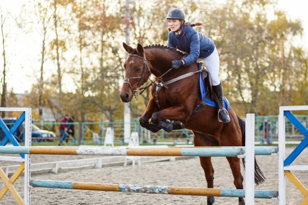 Types of Show Jumps and Cross Country Fences Explained