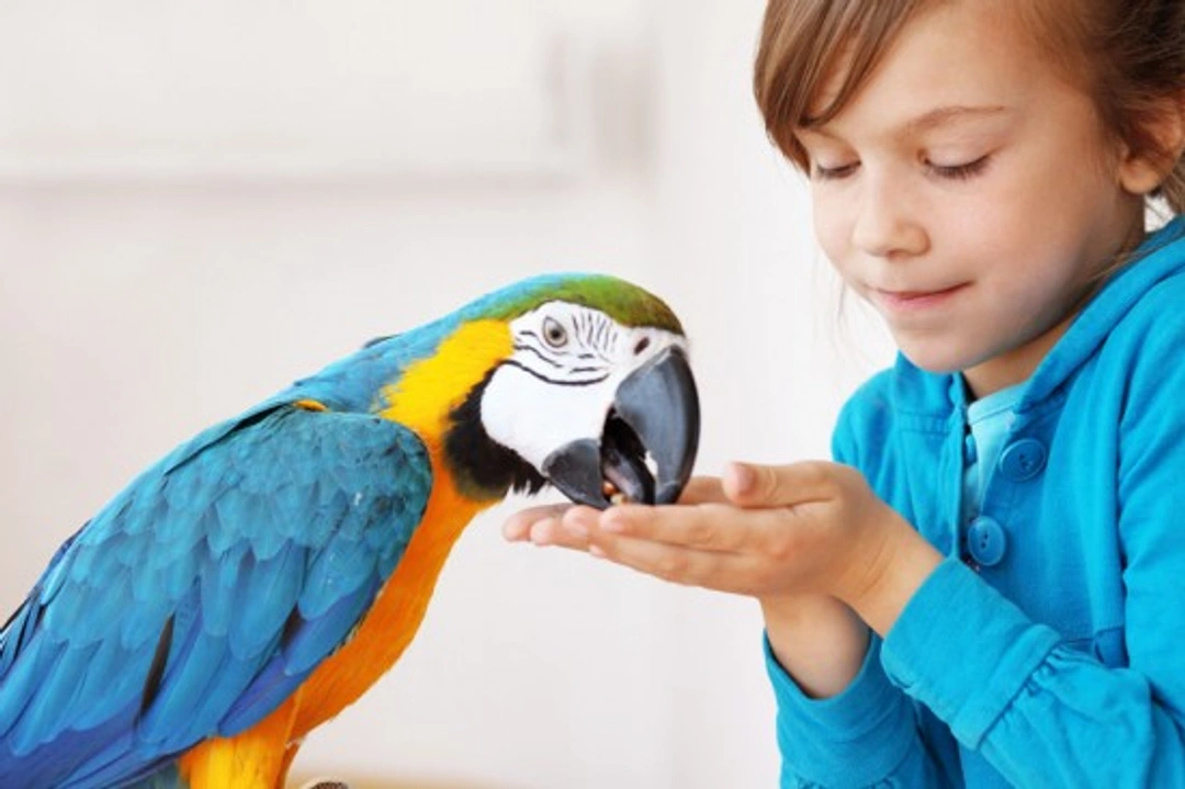 How to train your hand-reared pet parrot effectively
