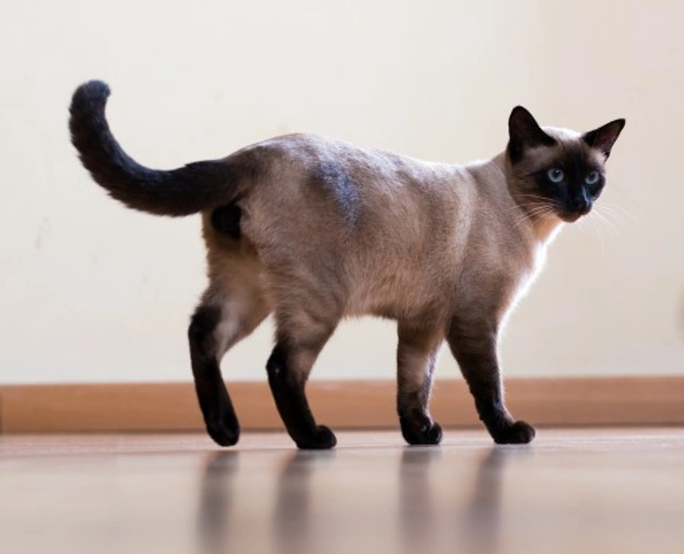 Health Concerns of the Siamese Cat: What Owners Should Know