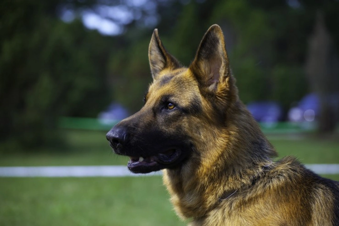 Can You Retrain an Aggressive Dog? Expert Tips & Advice