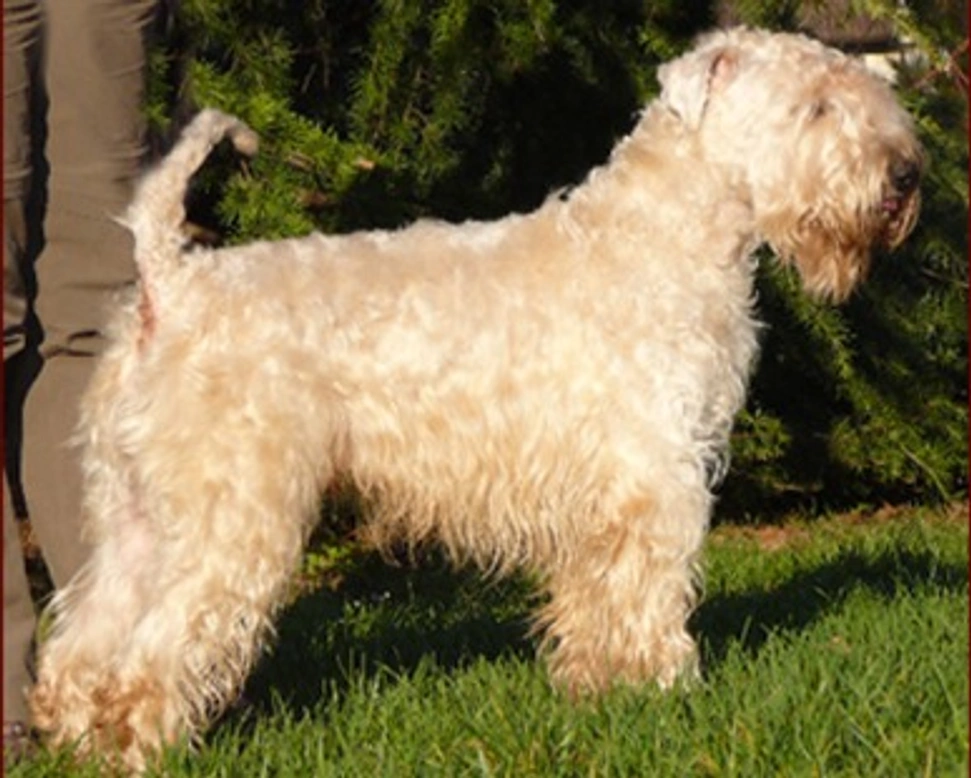 Il pelo dell'Irish Soft Coated Wheaten Terrier