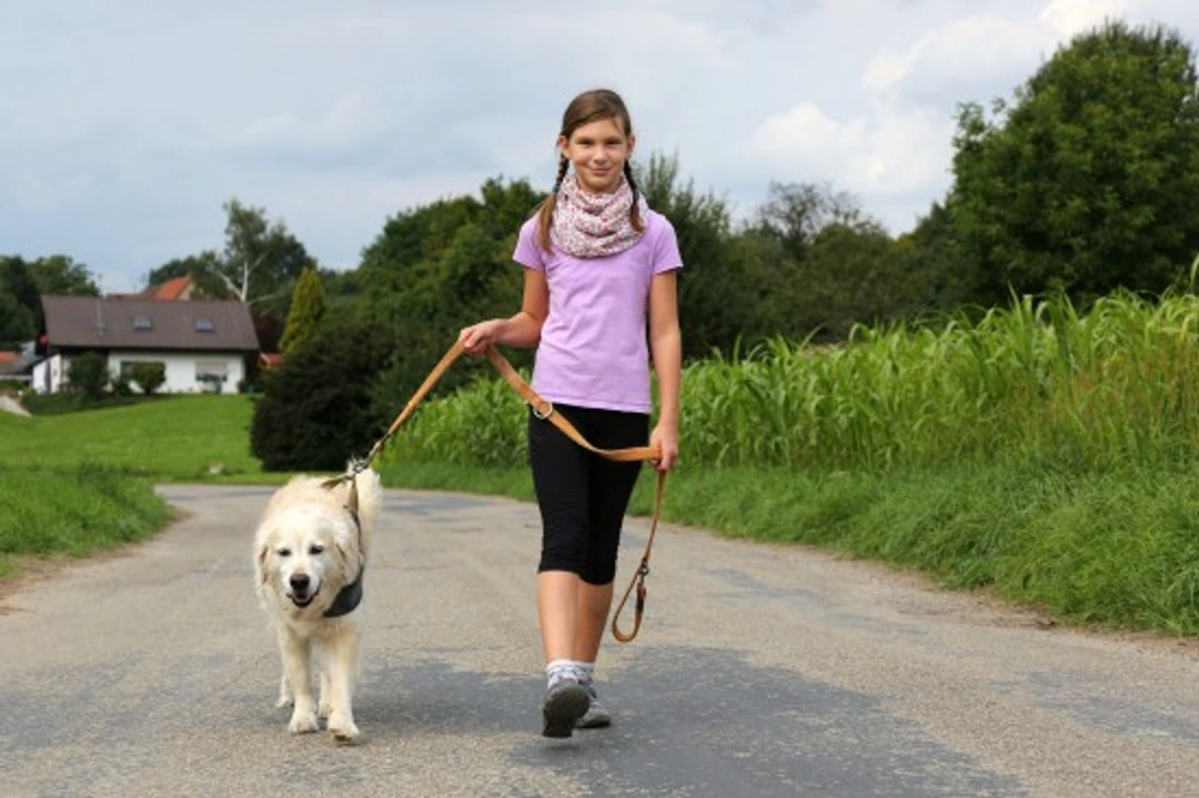 Training your dog to walk to heel: Step-by-step guide