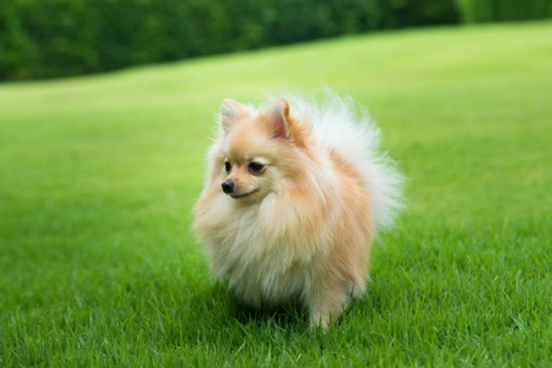 Spring Safety Tips for Dog Owners: Top 7 Essential Tips