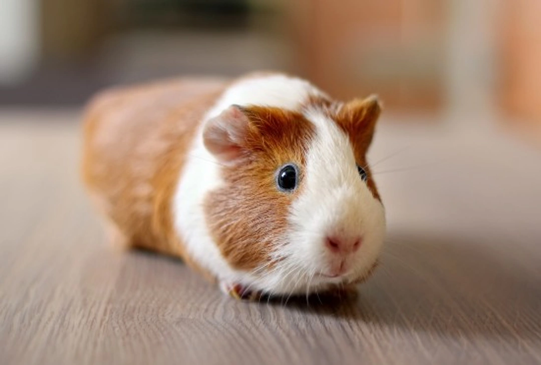 10 Groovy Guinea Pig Facts for 2025 UK Owners