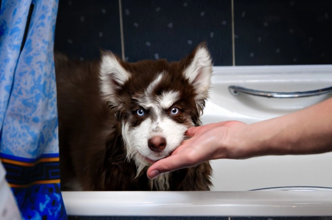 How to stop your dog drinking from the toilet bowl