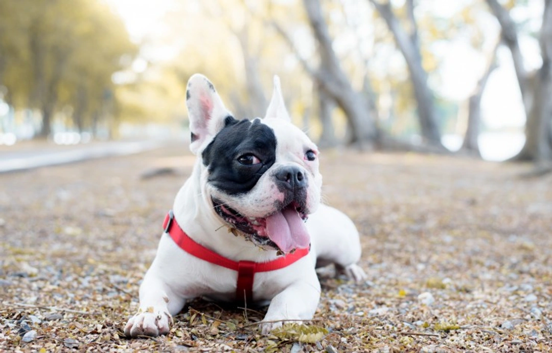 Caring for Your Puppy At One Year: Essential Adult Transition