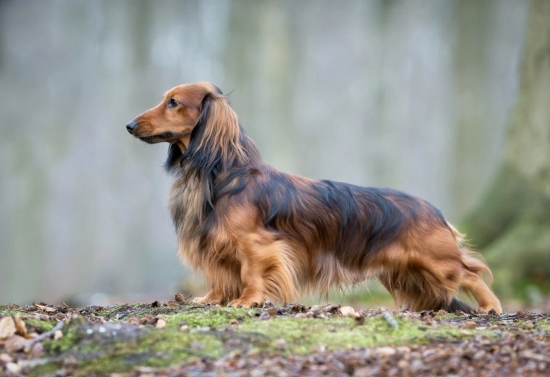Why Dachshunds and Miniature Dachshunds Are So Expensive