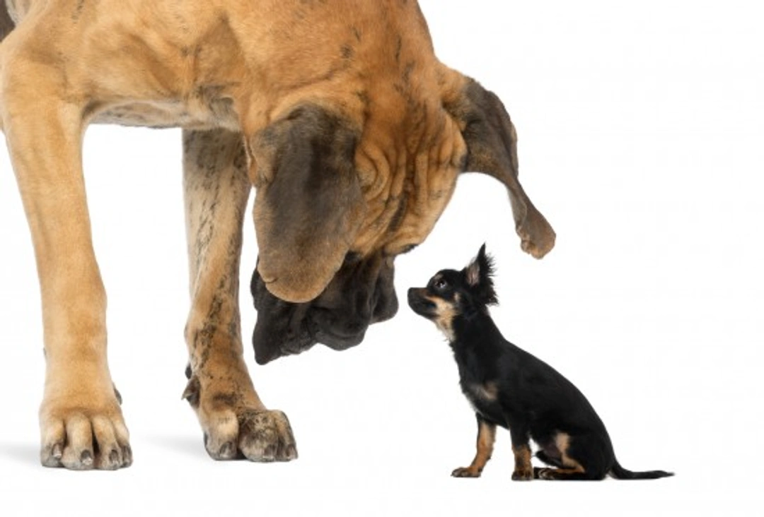 Why Big Dogs Don’t Live As Long As Smaller Breeds