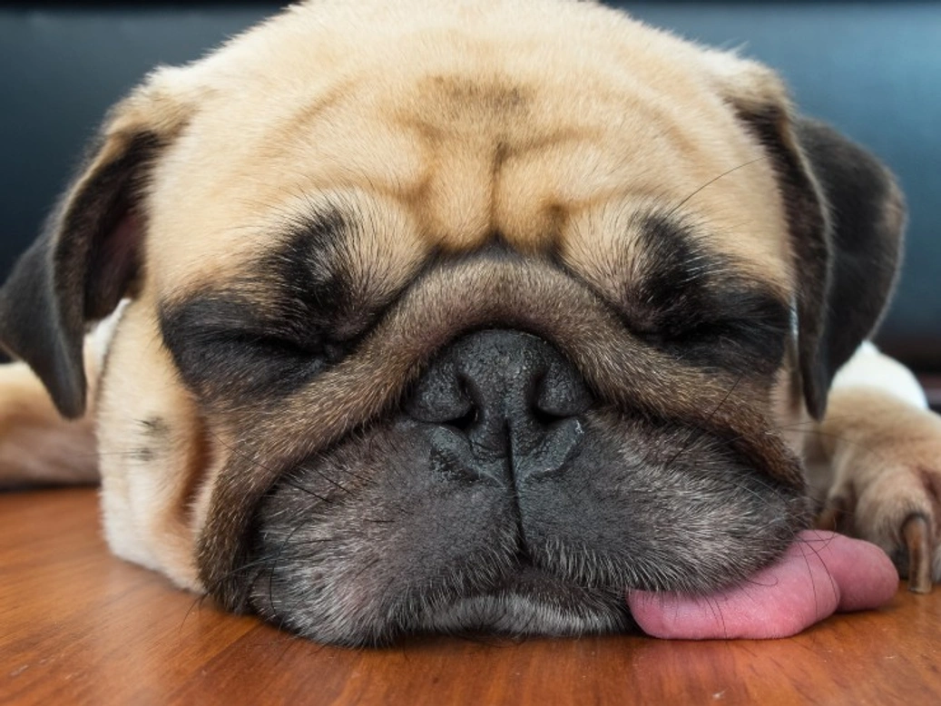 Can What You Feed Your Dog Affect Their Snoring?