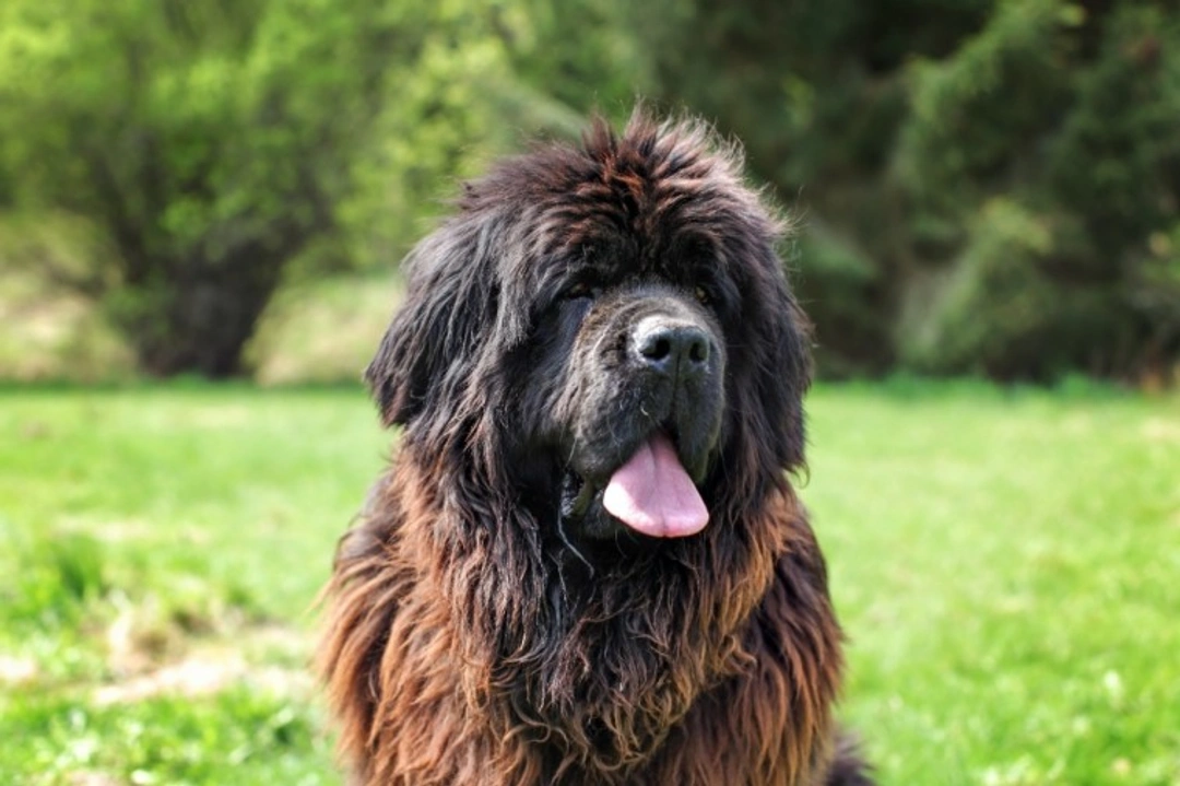 10 essential facts about Newfoundland dogs before buying