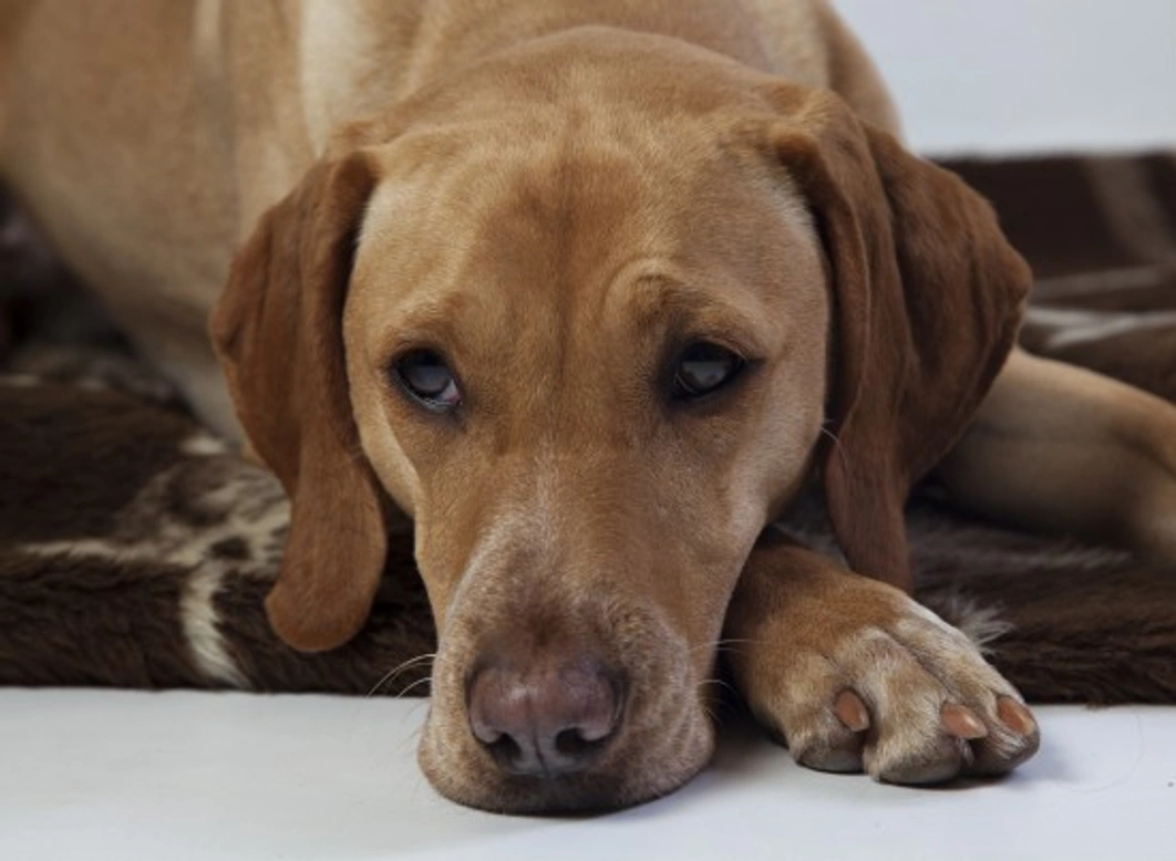 Tetanus (Lockjaw) in Cats and Dogs: Causes, Symptoms & Treatment