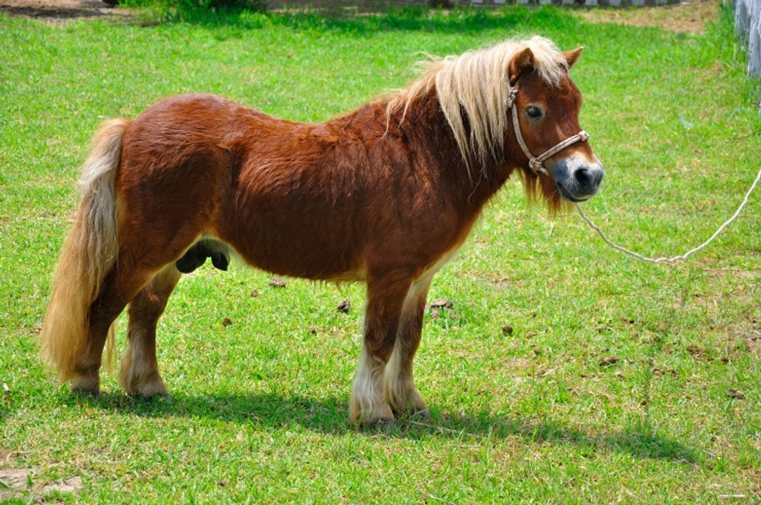 British Native Pony Breeds: Heritage and Conservation