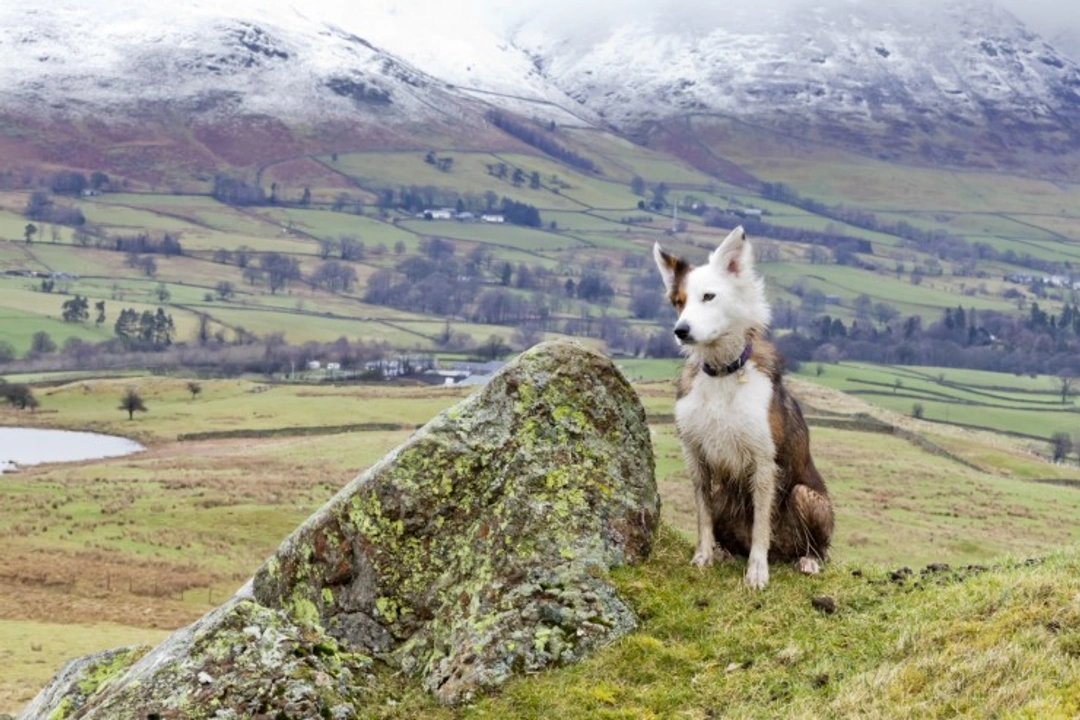 Pet-Friendly Holiday Cottages in the Lake District: Top Picks 2025